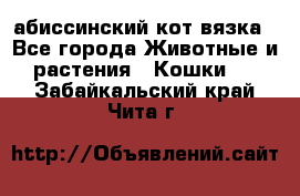 абиссинский кот вязка - Все города Животные и растения » Кошки   . Забайкальский край,Чита г.